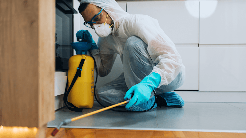 Ninja Pest Control Springfield Lakes - Pest Control in Springfield Lakes, QLD