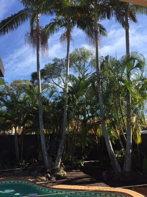 She Trees Pty Ltd - Tree & Stump Removal in Mudgeeraba, QLD
