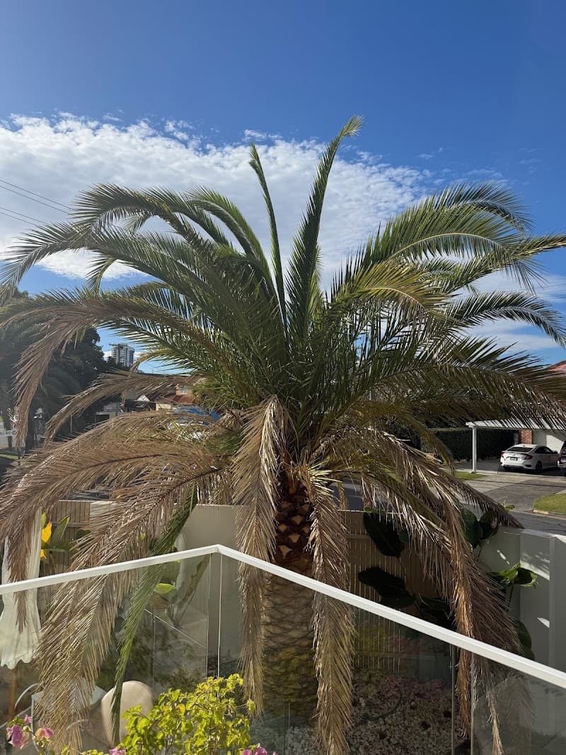 Tree Essence - Tree & Stump Removal in Nerang, QLD