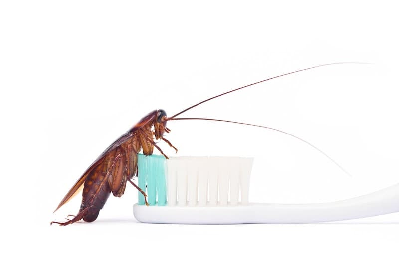 Wipeout Termites and Pests