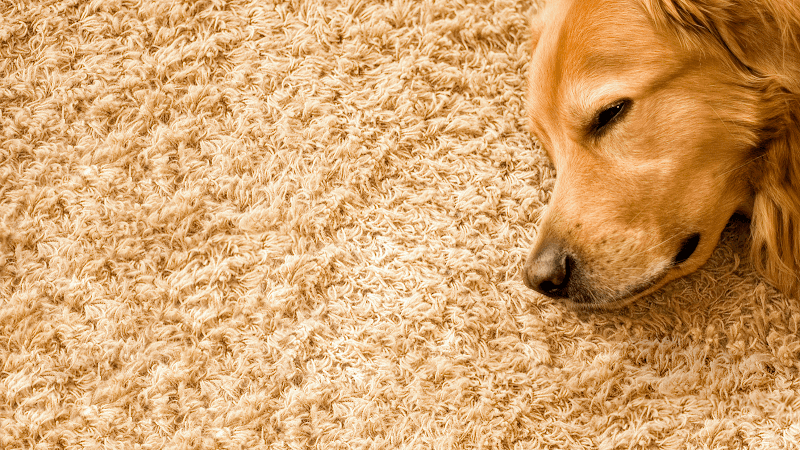 Evolution Group Carpet Cleaning and Pest Control - Hope Island, QLD