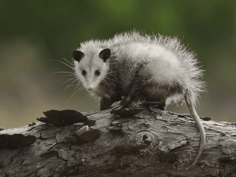 FP Possum Removal St Lucia - Pest Control in St Lucia, QLD