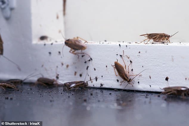 BugPro Pest Management - Pest Control in Kallangur, QLD