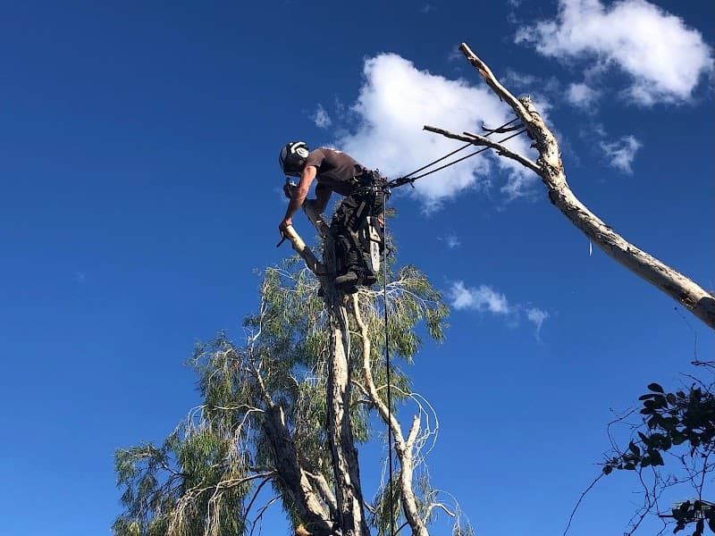 Tree Lopping Redlands