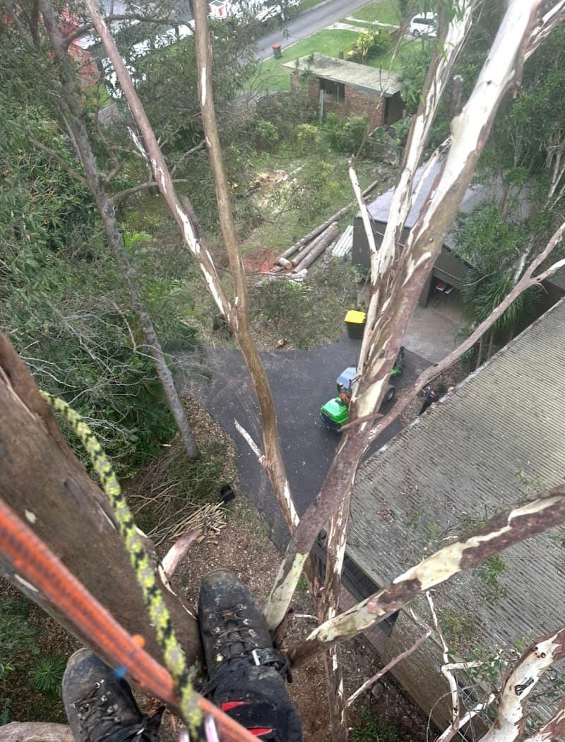 S&K Tree Lopping
