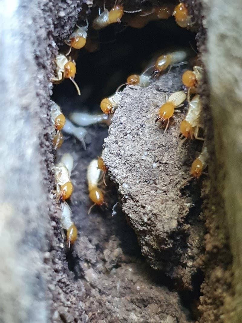Canfield Pest Control
