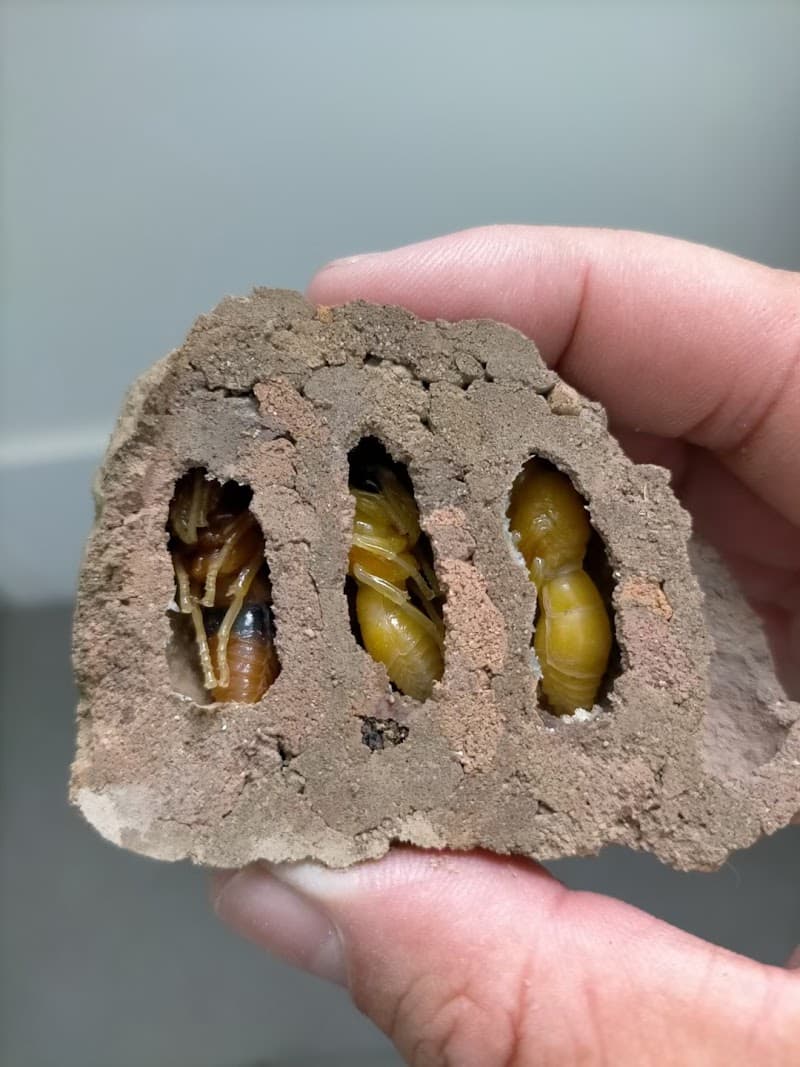 Antermite Pest Control