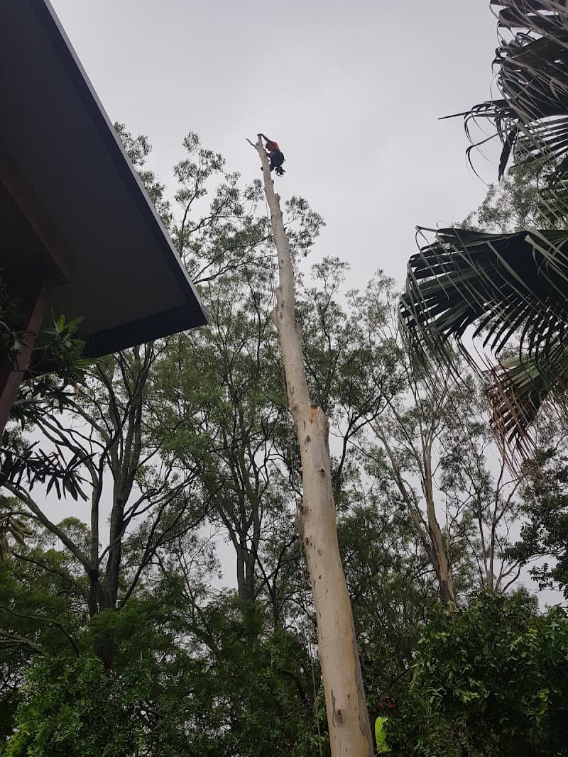 CHOP AND DROP TREE LOP