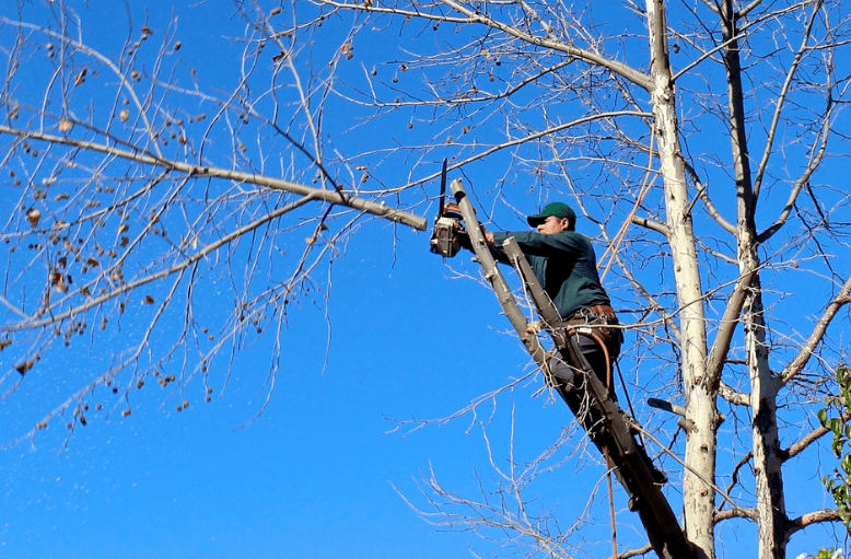 Caboolture Tree Removal North lakes - Kallangur, QLD