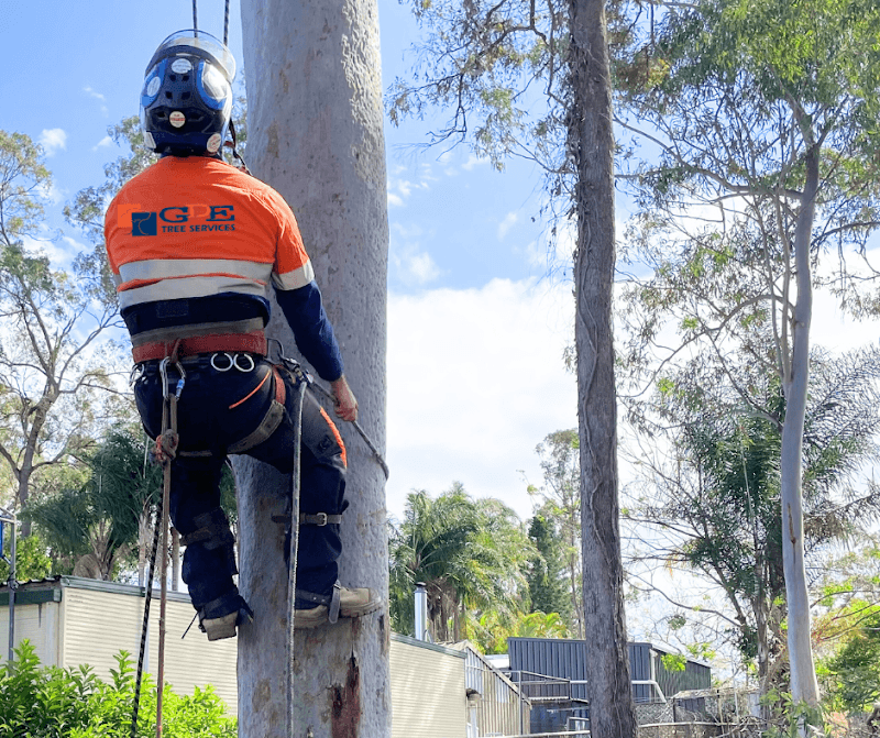 GDE Tree Services - Murarrie, QLD