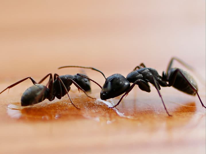 Ecoguard Pest Control Brisbane - Pest Inspection Brisbane