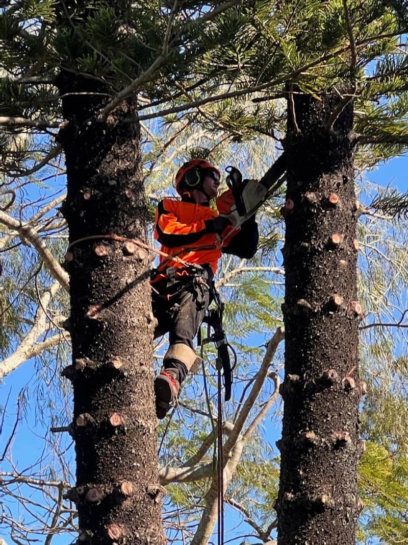 MOWAT TREES - Tree & Stump Removal in Carrara, QLD