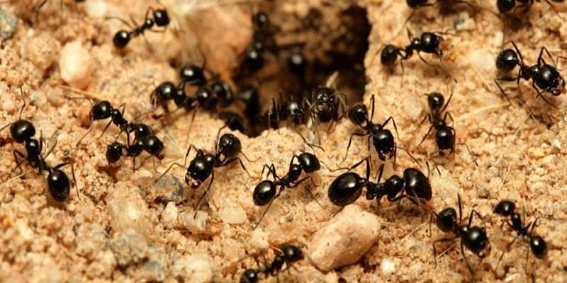 Scientific Pest Management - Pest Control in Buderim, QLD