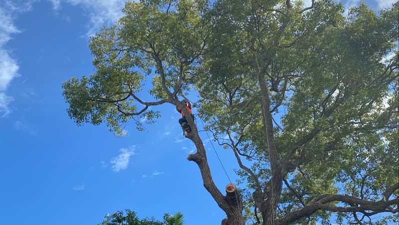Gold Coast Arborists - Tree & Stump Removal in Burleigh Heads, QLD