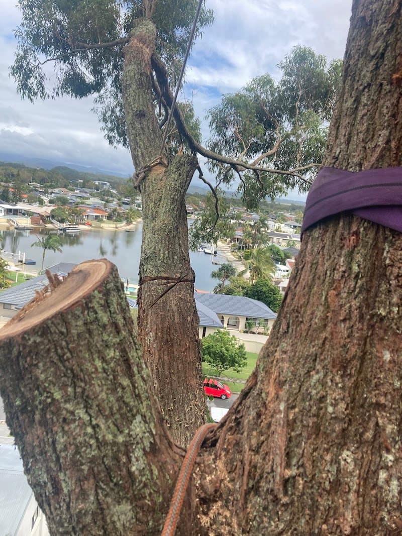 Our tree services