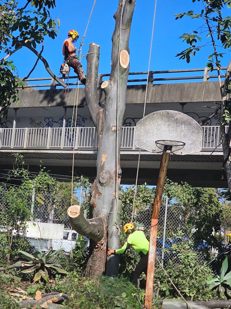 Mint Tree Services - Tree & Stump Removal in Miami, QLD