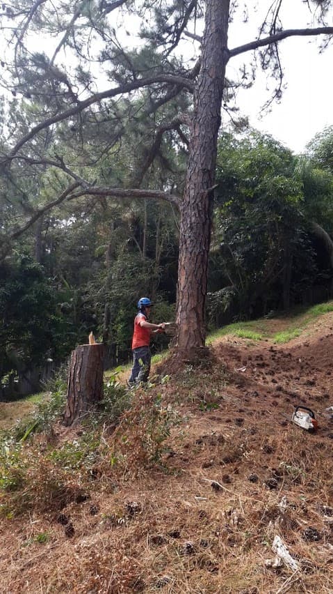 Arrow Tree Services - Tree & Stump Removal in Tallai, QLD