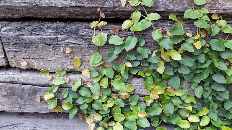 Paperbark Landscaping - Gardeners in Buddina, QLD