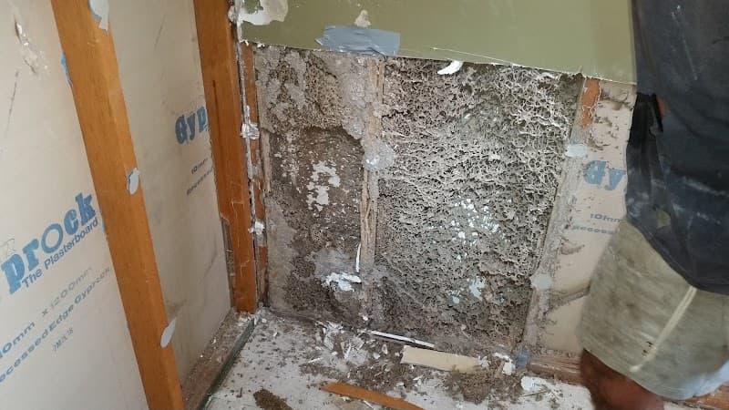 All About Termite Management & General Pest Control