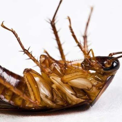 Pest Control Australia - Pest Control in Coolum Beach, QLD